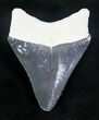 Serrated, Grey Bone Valley Megalodon Tooth #20665-1